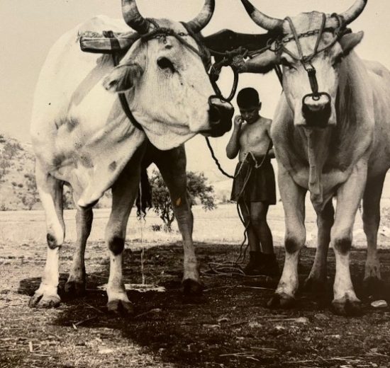 società-rurale-contadini_Toscana-ambiente