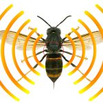 vespa-velutina-api-radiotracking-Toscana-ambiente-radiotracking-radio-telemetria