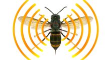 vespa-velutina-api-radiotracking-Toscana-ambiente-radiotracking-radio-telemetria