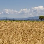 campo-grano-cereali_Toscana-ambiente