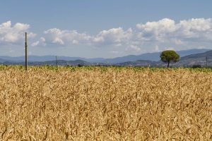 campo-grano-cereali_Toscana-ambiente