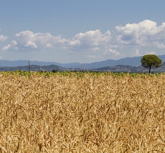 campo-grano-cereali_Toscana-ambiente