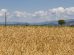 campo-grano-cereali_Toscana-ambiente