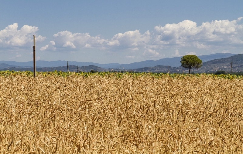 campo-grano-cereali_Toscana-ambiente