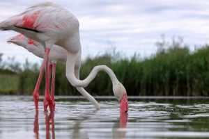 fenicotteri-rosa-Orbetello_Toscana-ambiente