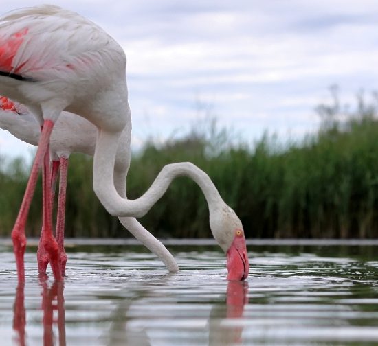 fenicotteri-rosa-Orbetello_Toscana-ambiente