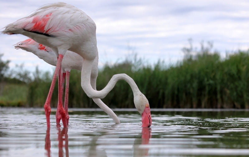 fenicotteri-rosa-Orbetello_Toscana-ambiente