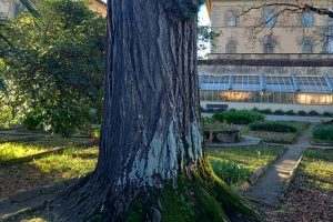 licheni-Orto-Botanico-Pisa_Toscana-ambiente