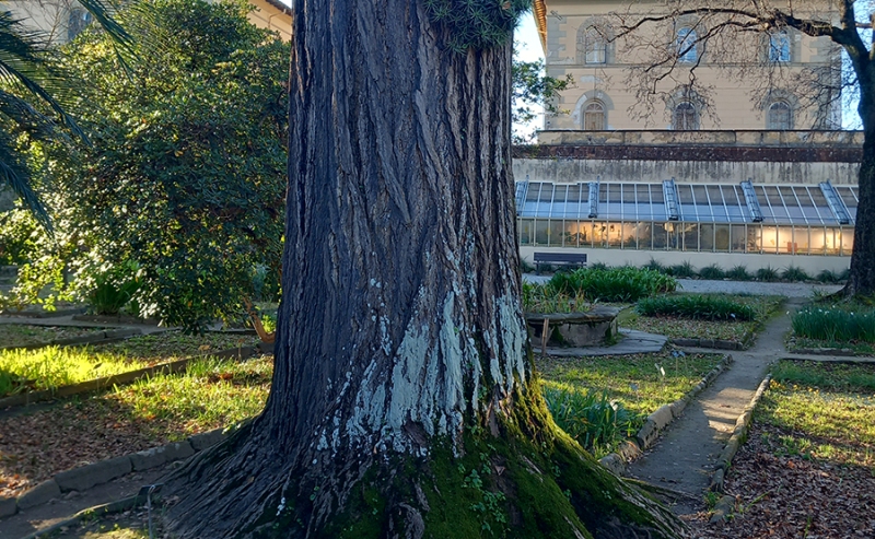 licheni-Orto-Botanico-Pisa_Toscana-ambiente