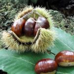 riccio-castagne-Amiata_Toscana-ambiente