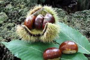 riccio-castagne-Amiata_Toscana-ambiente