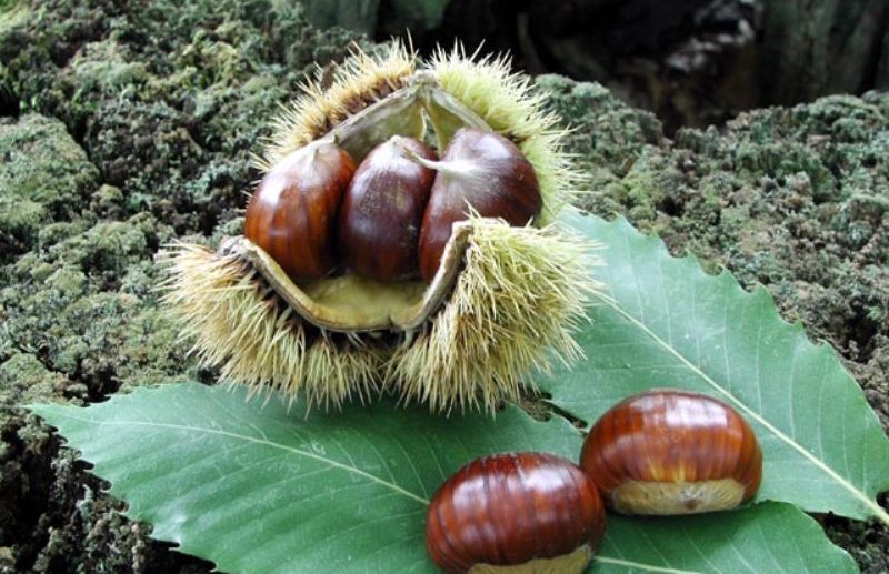 riccio-castagne-Amiata_Toscana-ambiente