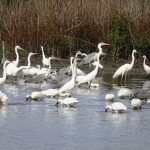 uccelli-selvatici-censimenti_Toscana-ambiente