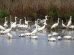 uccelli-selvatici-censimenti_Toscana-ambiente