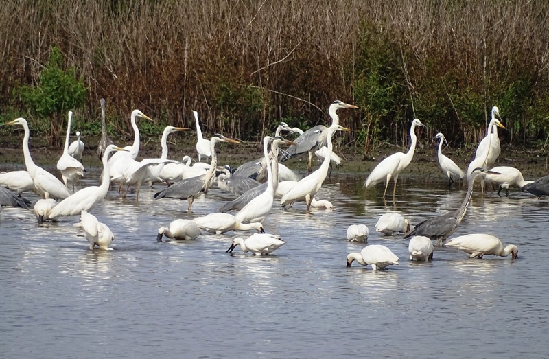 uccelli-selvatici-censimenti_Toscana-ambiente