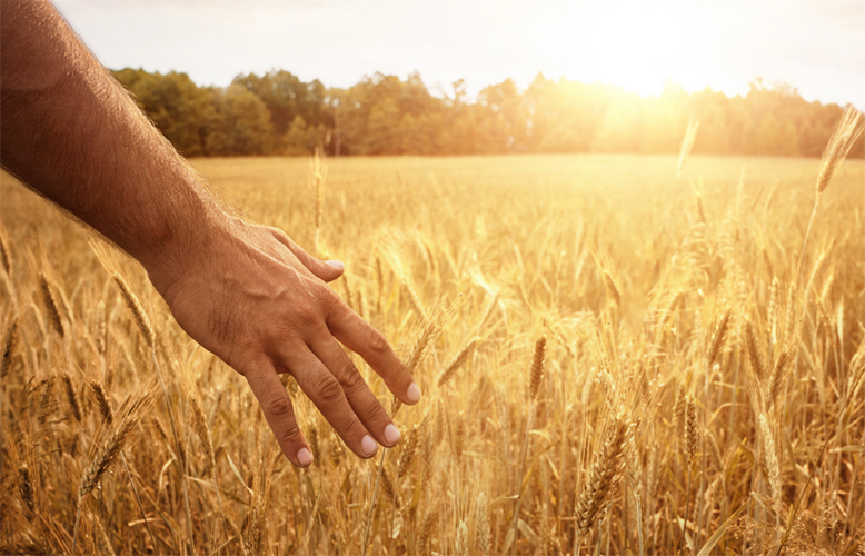 Agricoltura-artigiana-Giannozzo-Pucci-Tuscany-Environment-Foundation-Toscana-Ambiente