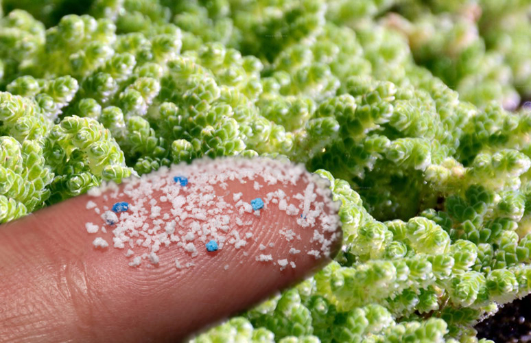 Azolla filiculoides Lam.