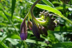 Flora-spontanea-Pisa_Toscana-ambiente