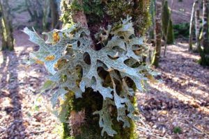 Lichene-raro-Montagnola-Senese_Toscana-ambiente