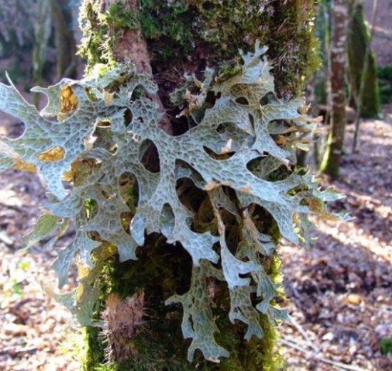 Lichene-raro-Montagnola-Senese_Toscana-ambiente