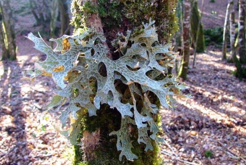 Lichene-raro-Montagnola-Senese_Toscana-ambiente