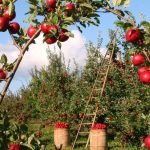 Raccolta-mele-cultivar_Toscana-ambiente