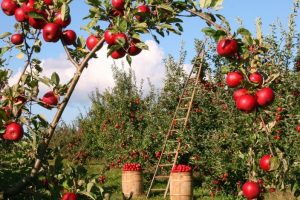 Raccolta-mele-cultivar_Toscana-ambiente