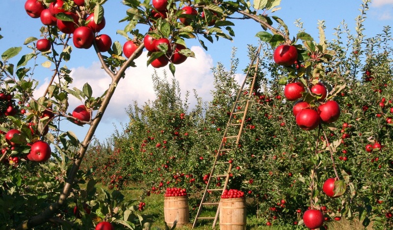 Raccolta-mele-cultivar_Toscana-ambiente