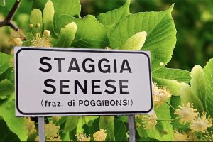 Taglio-Tigli-Staggia-Senese-Poggibonsi Toscana-ambiente