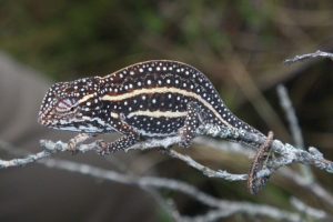 animali-rischio-estinzione_Toscana-ambiente