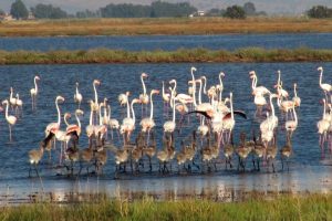 fenicotteri-laguna-Orbetello_Toscana-ambiente