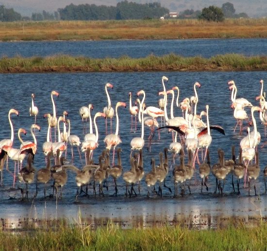 fenicotteri-laguna-Orbetello_Toscana-ambiente