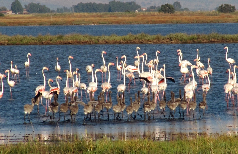 fenicotteri-laguna-Orbetello_Toscana-ambiente