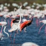 fenicotteri-uccelli-acquatici-Maremma_Toscana-ambiente