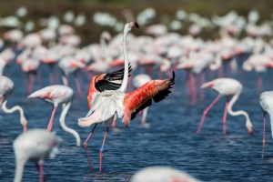 fenicotteri-uccelli-acquatici-Maremma_Toscana-ambiente