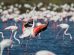 fenicotteri-uccelli-acquatici-Maremma_Toscana-ambiente