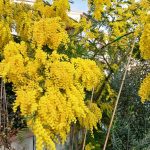 mimosa-fioritura_Toscana-ambiente