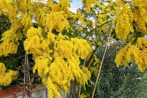 mimosa-fioritura_Toscana-ambiente