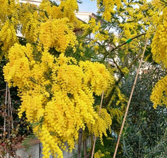 mimosa-fioritura_Toscana-ambiente