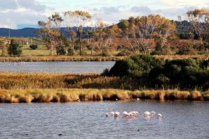 zone-umide-conservazione_Toscana-ambiente (2)