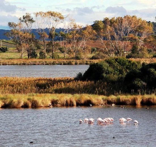 zone-umide-conservazione_Toscana-ambiente (2)