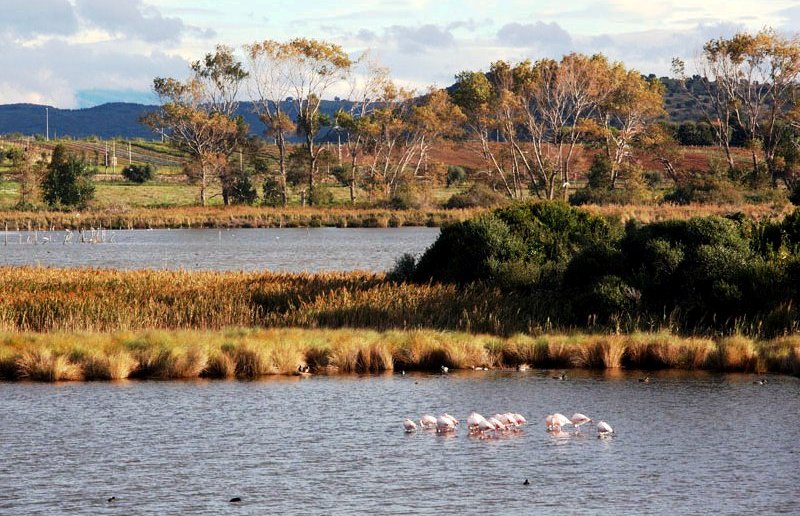 zone-umide-conservazione_Toscana-ambiente (2)